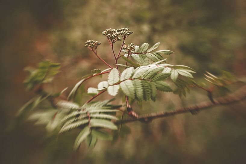 Gentle Dance by Hiske Boon