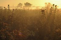 Die Morgenröte hat Gold im Mund