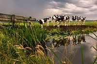 Cows in bad weather.