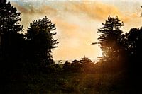 Tagträumen | Bergen aan Zee