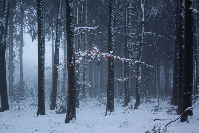 Winter in den Niederlanden von Marieke Smetsers