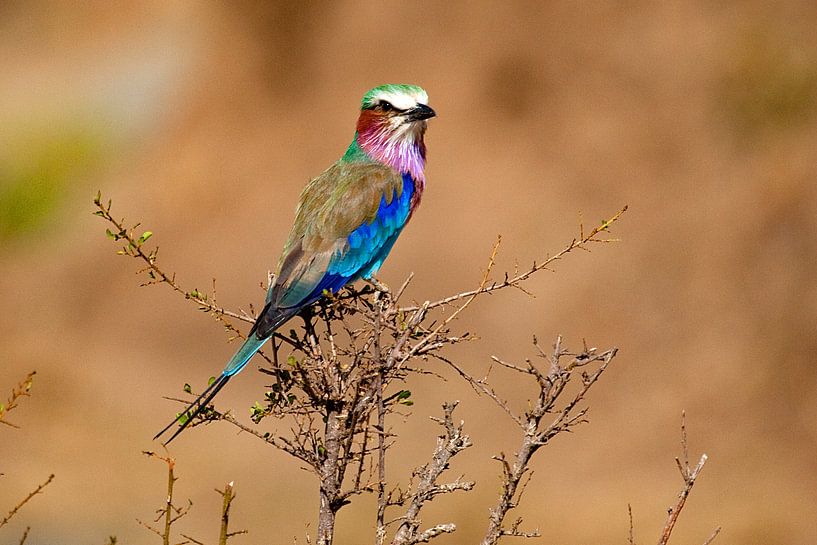 Fliederbrustwalze von Peter Michel