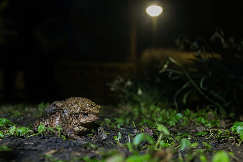  nearly there by Francois Debets