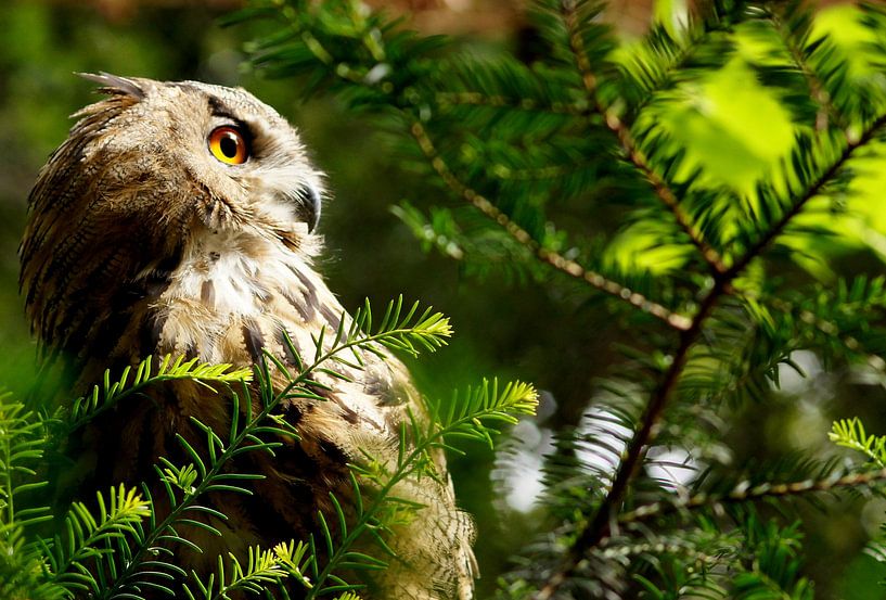Uhu von Marlies van den Hurk Bakker