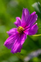 Pink flower in the sun