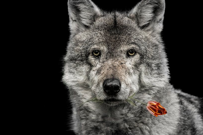 redcap by Jiske Wijmans @Artistieke Fotografie