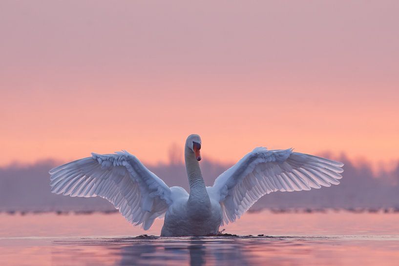 Cygne avec coucher de soleil par Roeselien Raimond