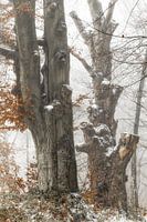 The Spirits of Winter