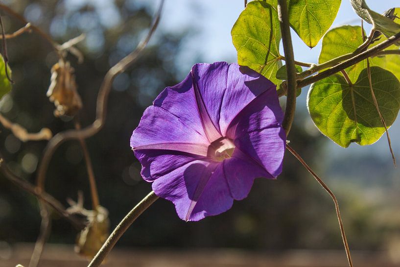 Lathyrus odoratus von Herbert Seiffert