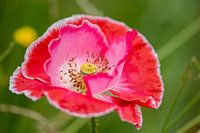 Klaproos/papaver wild