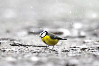 Blue Tit in the snow IV