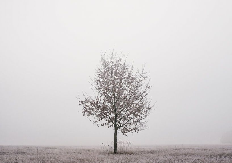 Arbre solitaire par Jakub Wencek
