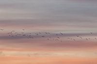 Flying birds. Sunset. Pastel colors. Fine art photography.