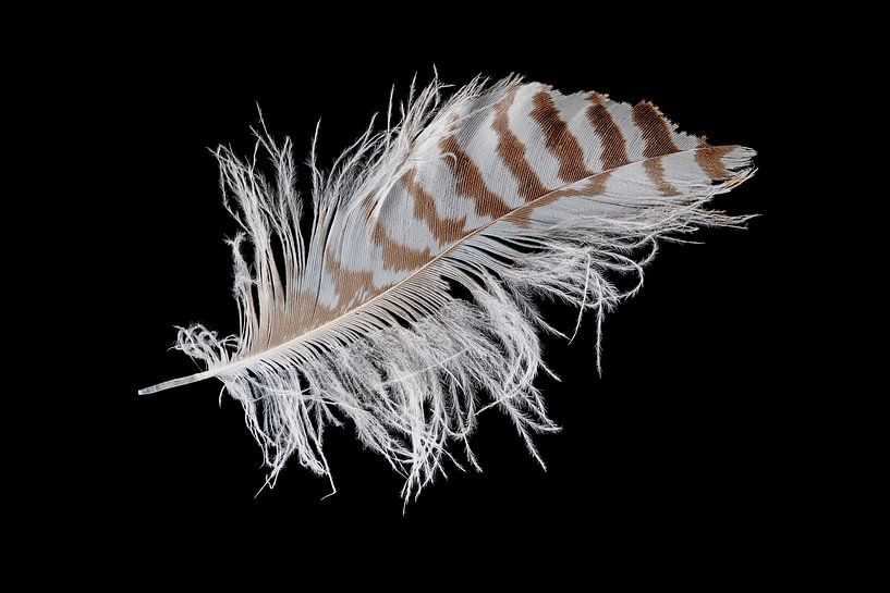 Down feather isolated on black by Hans-Jürgen Janda