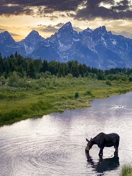 Elche im Snake River in Nordamerika von Kris Hermans