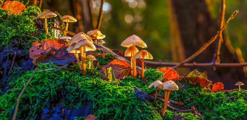 Paddenstoelen in het bos von Han Kedde