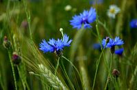 Cornflowers
