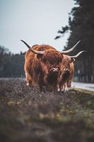 Scottish Highlanders, Wezepsche Heide
