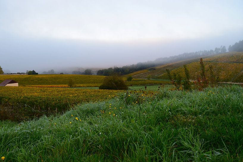 Nebel über den Weinbergen von Chablis im Herbst (goldene Blätter an den Rebstöcken) von Studio LE-gals