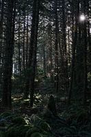 A beautiful forest in Washington State