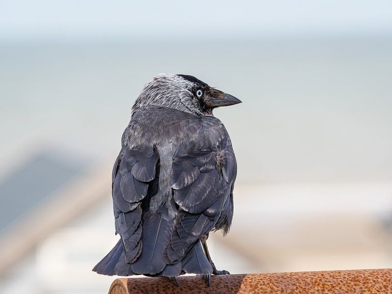 Choucas des tours sur la mer du Nord par Mustafa Kurnaz