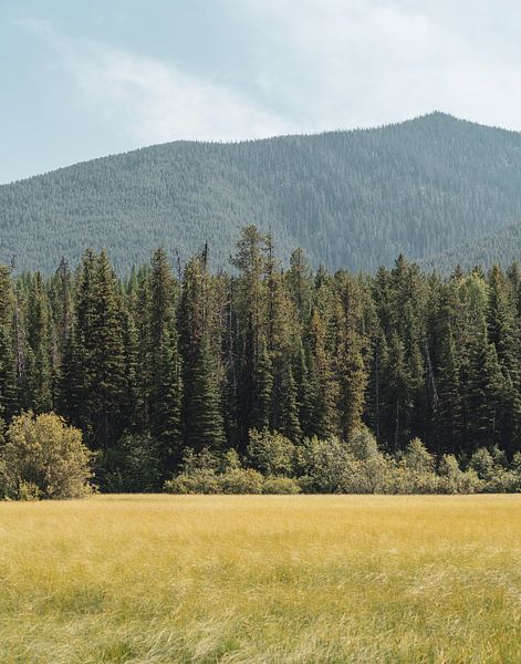 Fields of lush grass par Joris de Bont