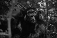 Chimpanzé, Ouganda, Noir et blanc