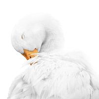 Rust in Witte Elegantie Gans