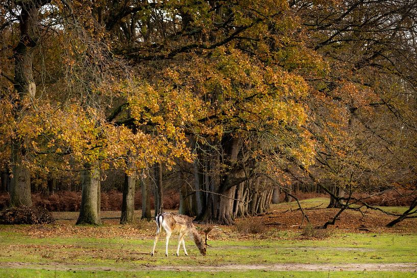 Fallow deer in a forest in autumn by Fotomakerij