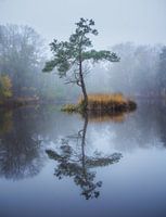 Réflexion des arbres dans un étang
