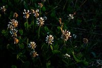 weiße Blumen im Gras