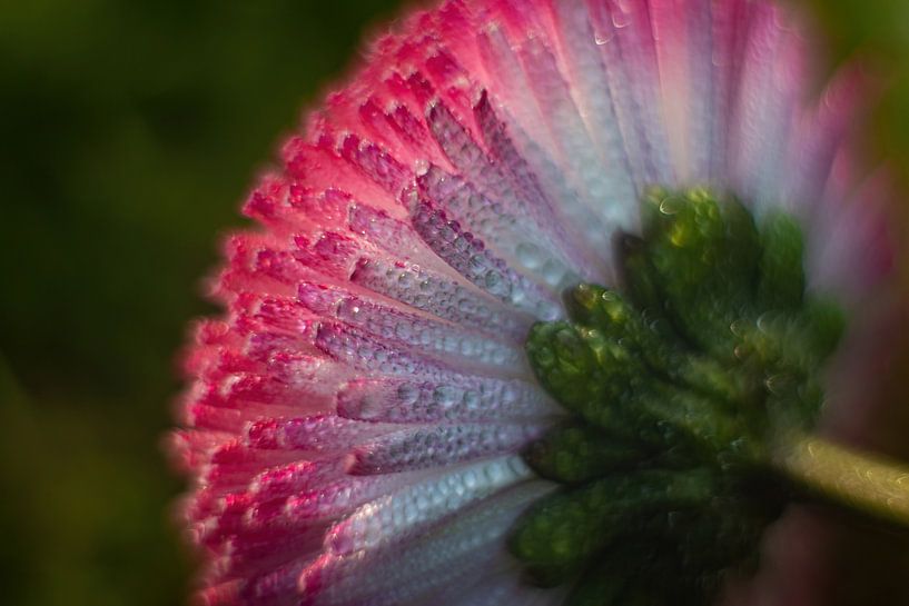 Dessous d'une marguerite par Anne Ponsen