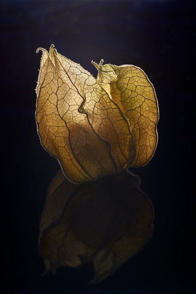 Kapstachelbeere von Cor de Hamer