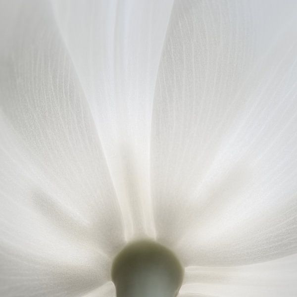 Feuille de tulipe par Jefra Creations