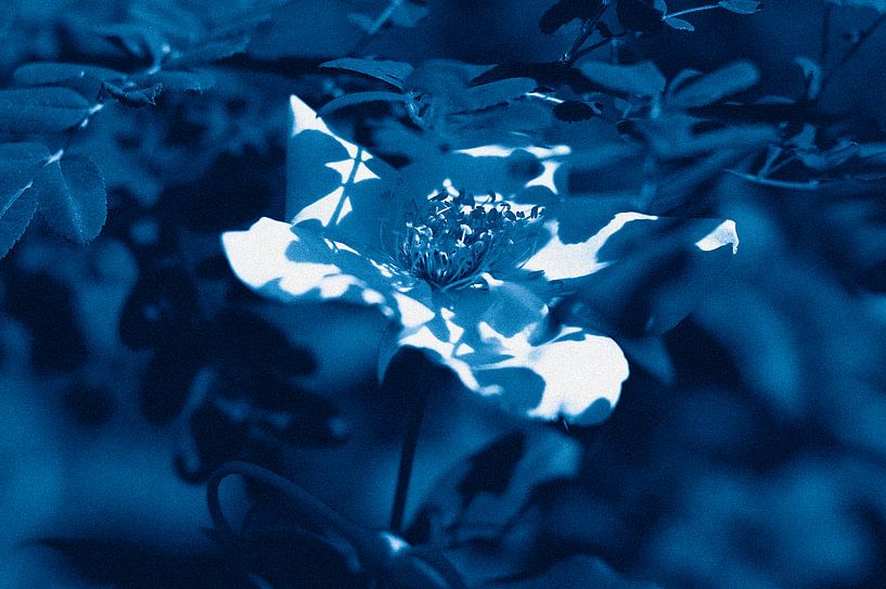 Reed plumes by True Color Stories