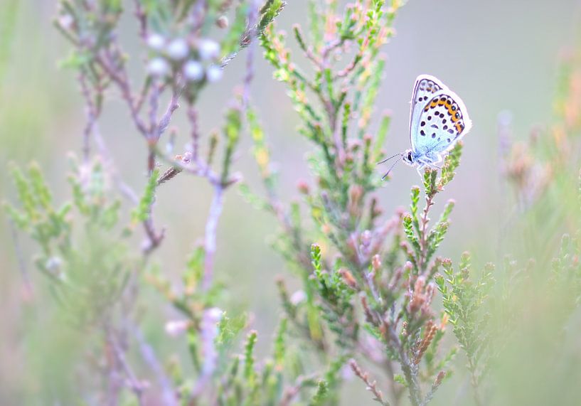Heather blue on bush by Milou Hinssen
