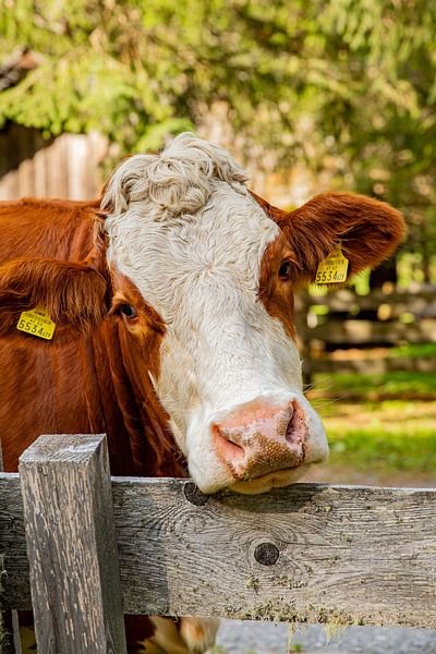 Schlüsselblume von Laura V