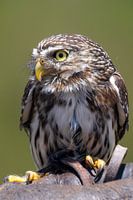 Little owl sitting in the sun