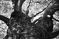 Baum in Schwarz und Weiß