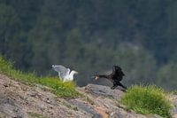 Dispute between cormorant and seagull