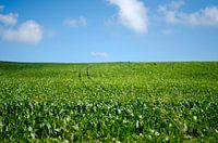 Dutch fields, Netherlands