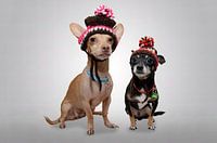 Adorable photo of Two Chihuahuas with Cute Hats