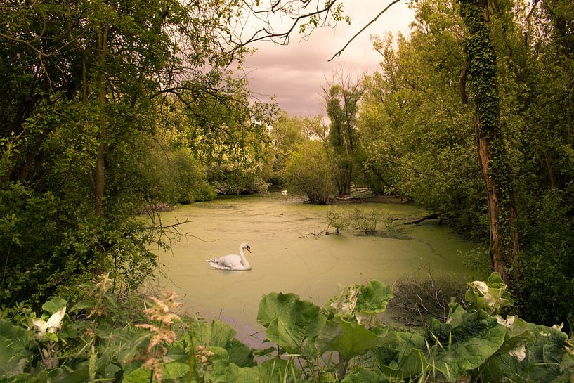 A dream place by Harry van Rhoon