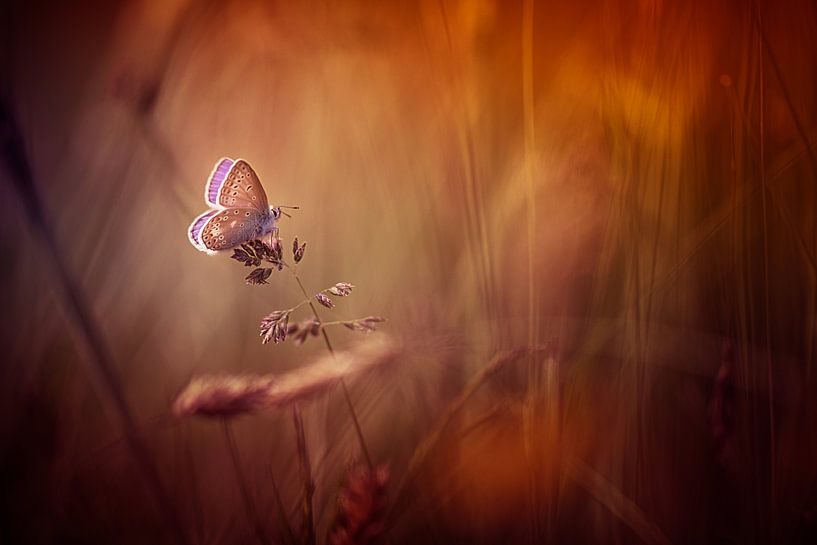 Wonders of a sunset von Bob Daalder