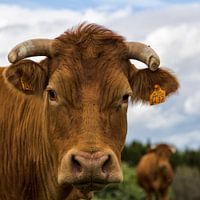 Französische Kuh(en)