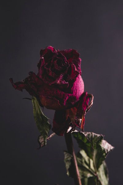 Red rose by Marie Ndiaye