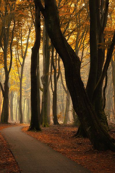 Herbst Speulderbos von Richard Nell