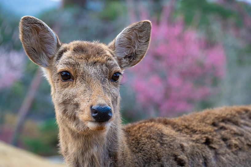 Deer in Nara Japan - Springtime Serenity by Matthias Hauser