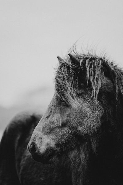 Icelander in the wind | horse portrait by Holly Klein Oonk