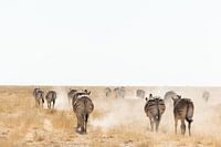 Zebras im Staub, die auf den Horizont zugehen